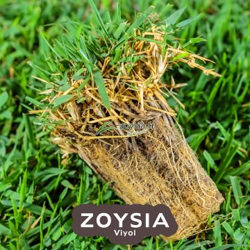 Zoysia Viyol Çim