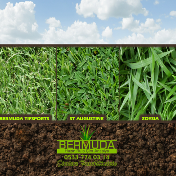 Bermuda Tifway 419 Çim